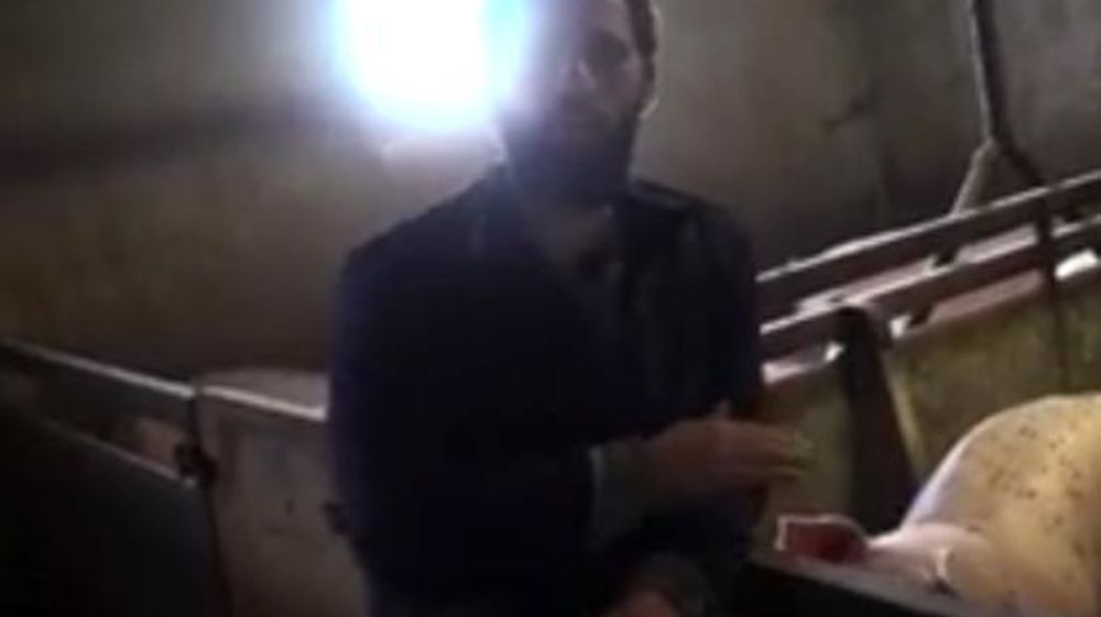 Capture d’écran d’une vidéo tournée illégalement sur un élevage porcin charentais. © DR